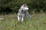 ALASKAN MALAMUTE 705
